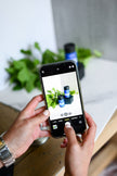 Person holding a smartphone taking a photo of a plant and bottles on a table.